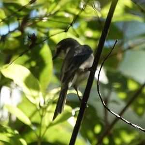 Brown-rumped Minivet