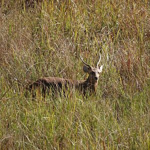 Hog Deer
