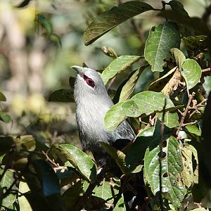Green-billed Malkoha