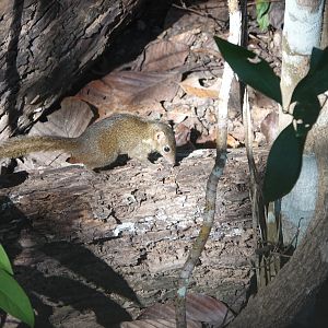 Northern Treeshrew
