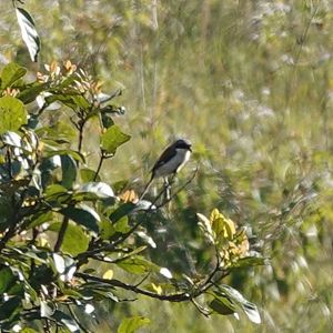 Burmese Shrike