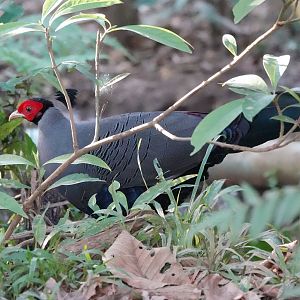 Siamese Fireback