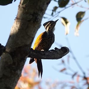 Common Flameback