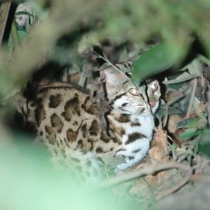 Leopard Cat