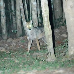 Golden Jackal at the campsite