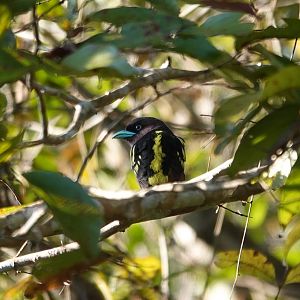 Banded Broadbill