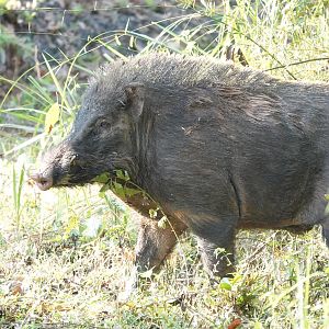 Eurasian Wild Pig