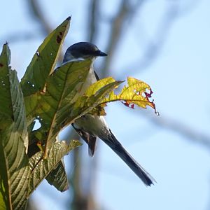 Ashy Minivet