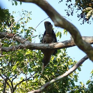 Brown Hornbill