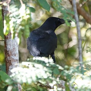 Large-billed Crow