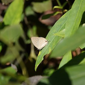 Common Cerulean