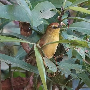 Pin-striped Tit-Babbler