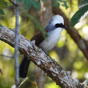 White-crested Laughingthrush