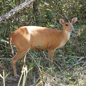 Northern Red Muntjac