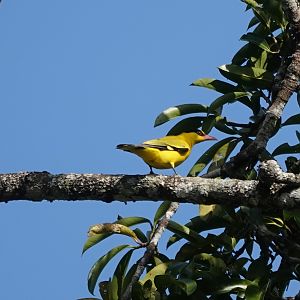 Black-naped Oriole