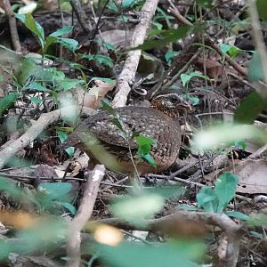 Scaly-breasted Partridge