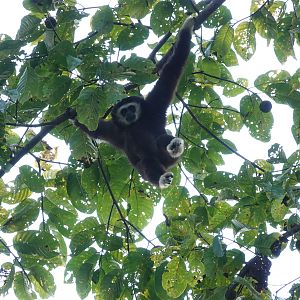 Lar Gibbon