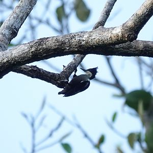 Heart-spotted Woodpecker