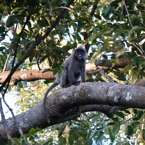 Indochinese Gray Langur