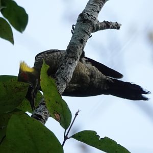 Lesser Yellownape