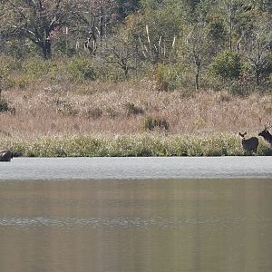 Sambar Deer in the lake near HQ
