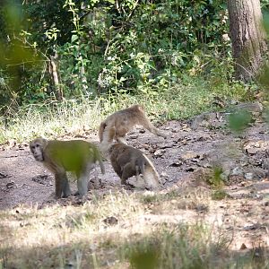 Assamese Macaques at a clay lick