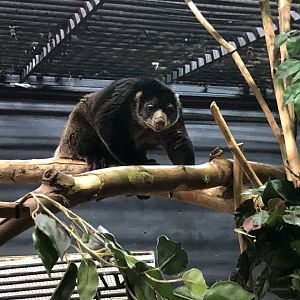 Sulawesi Bear Cuscus