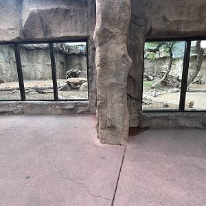 Hamadryas Baboon Exhibit