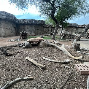 Hamadryas Baboon Exhibit