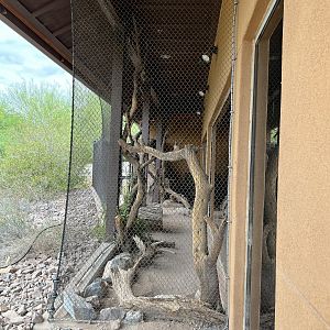 Convention Center - Sand Cat Exhibit