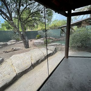 Komodo Dragon Exhibit