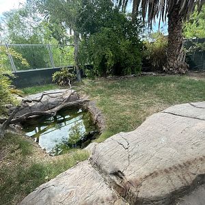 Chinese Alligator Exhibit