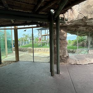 Orangutan Exhibit