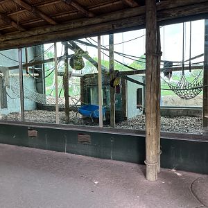 Orangutan Exhibit