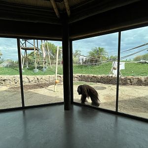 Orangutan Exhibit