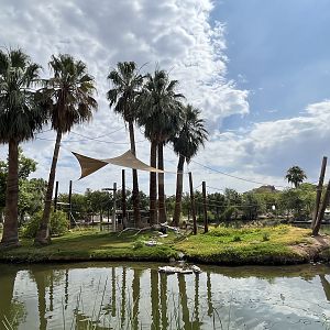 Buff-cheeked Gibbon Island