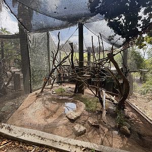 White-faced Saki Monkey Exhibit
