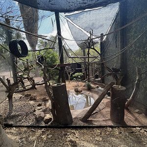 Spider Monkey Exhibit