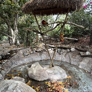 Scarlet Macaw on a stick!