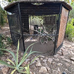 Hawk-headed Parrot Aviary