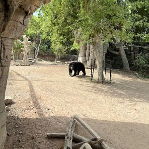 Andean Bear Exhibit