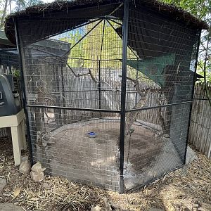 Green Aracari Aviary