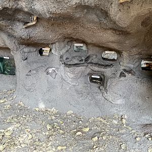 Assorted Terrariums in Mudbank