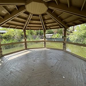 American Alligator Exhibit