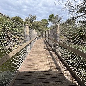 American Alligator Exhibit