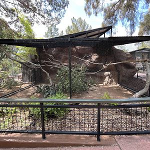 Spectacled Owl Aviary
