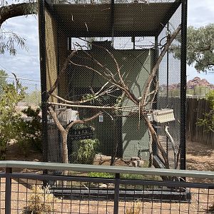Geoffrey’s Marmoset Exhibit