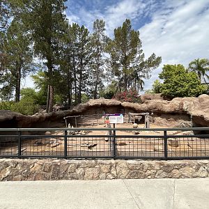 Visayan Warty Pig Exhibit