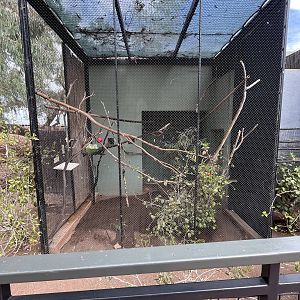 Golden Lion Tamarin Exhibit