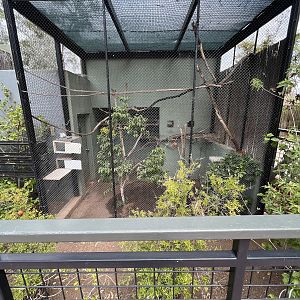 Cotton-top Tamarin Exhibit